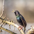 A beautiful common starling nesting in the garden. Starling singing and nesting in the spring. Royalty Free Stock Photo