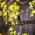 A beautiful common starling nesting in the garden. Starling singing and nesting in the spring. Royalty Free Stock Photo