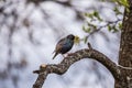 A beautiful common starling nesting in the garden. Starling singing and nesting in the spring. Royalty Free Stock Photo