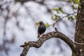 A beautiful common starling nesting in the garden. Starling singing and nesting in the spring. Royalty Free Stock Photo