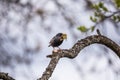 A beautiful common starling nesting in the garden. Starling singing and nesting in the spring. Royalty Free Stock Photo