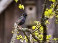 A beautiful common starling nesting in the garden. Starling singing and nesting in the spring. Royalty Free Stock Photo