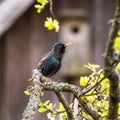 A beautiful common starling nesting in the garden. Starling singing and nesting in the spring. Royalty Free Stock Photo