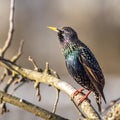 A beautiful common starling nesting in the garden. Starling singing and nesting in the spring. Royalty Free Stock Photo