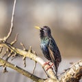 A beautiful common starling nesting in the garden. Starling singing and nesting in the spring. Royalty Free Stock Photo