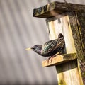 A beautiful common starling nesting in the garden. Starling singing and nesting in the spring. Royalty Free Stock Photo