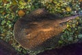 Beautiful common stingray in freshwater river Royalty Free Stock Photo