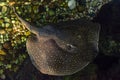 Beautiful common stingray in freshwater river Royalty Free Stock Photo