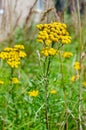 Beautiful common tansy in grassland