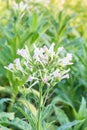 Beautiful Common tobacco blooming