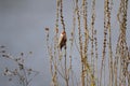 Beautiful common waxbill looking for food in river border Royalty Free Stock Photo