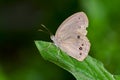 Common wood-Nymph butterfly Royalty Free Stock Photo