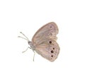 Common wood-Nymph butterfly Royalty Free Stock Photo