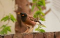 Beautiful comon myna Royalty Free Stock Photo