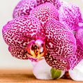 beautiful composition of blooming twig lilac spotty orchid flower, phalaenopsis on wooden background, closeup Royalty Free Stock Photo