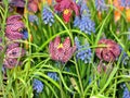 Beautiful composition of burgundy and blue rare flower Fritillaria. Lovely floral background and texture.