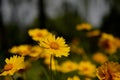 Beautiful composition of a combination of virtual and real forms of a group of yellow chrysanthemums