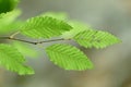 Beautiful composition of natural green leaves