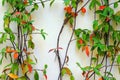 Beautiful composition of a plant on a wall in autumn Royalty Free Stock Photo