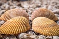 Beautiful composition of sea shells