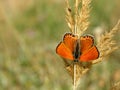 A beautiful composition of a shiny orange butterfly sunbathing on a branch of a yellow plant