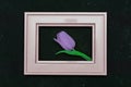 Beautiful composition with spring flowers. Photo frame, violet tulip on black background
