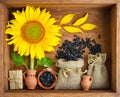 Beautiful composition with sunflower and seeds in bags on wooden background Royalty Free Stock Photo