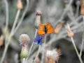 A Beautiful Composition Of Two Blue And Orange Butterflies That Are Sunbathing On A Purple Flower Branch.