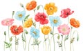 Beautiful composition with watercolor hand drawn colorful poppy flowers. Stock illustration.