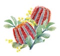 Watercolor australian banksia floral composition Royalty Free Stock Photo