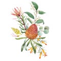 Watercolor australian banksia floral composition Royalty Free Stock Photo