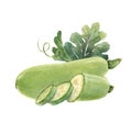 Beautiful composition with watercolor hand drawn zucchini vegetable. Stock illustration.