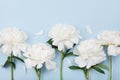 Beautiful composition of white peony flowers on blue pastel table top view and flat lay style Royalty Free Stock Photo