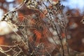 Spider`s web. cobweb in the dew close-up in autumn forest