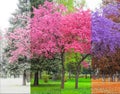 Beautiful concept of four seasons tree