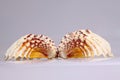 Beautiful conch shells