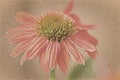 Echinacea Beautiful cone flower as illustration Royalty Free Stock Photo