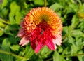 Beautiful Coneflower `Double Scoop` Raspberry