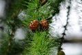 Beautiful cones and a branch of larch with a green background. A close-up image of a bud of European larch, a female Royalty Free Stock Photo