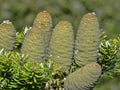 Beautiful cones of exotic pine