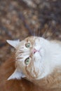 Beautiful confused ginger cat looking up, pet walking in nature rural scene, funny animals