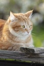 Beautiful confused red cat lying on wooden roof in sunlight, pet resting on spring nature