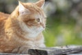 Beautiful confused red cat lying on wooden roof in sunlight, pet on spring nature