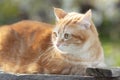 Beautiful confused red cat lying on wooden roof in sunlight, pet on spring nature