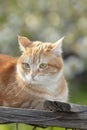 Beautiful confused red cat lying on wooden roof in sunlight, pet on spring nature