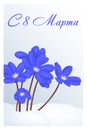 Beautiful congratulation or greeting card for women`s day with Hepatica in snow. Russian translation: 8 March. Holiday