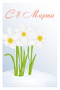 Beautiful congratulation or greeting card for women`s day with Narcissus in snow. Russian translation: 8 March. Holiday greetings