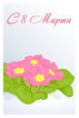 Beautiful congratulation or greeting card for women`s day with Primula in snow. Russian translation: 8 March. Holiday greetings ba