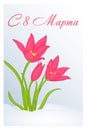 Beautiful congratulation or greeting card for women`s day with Tulipa in snow. Russian translation: 8 March. Holiday greetings bac