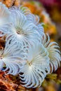 White Feather Duster Worms in a reef.